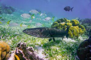 Caye Caulker, Belize