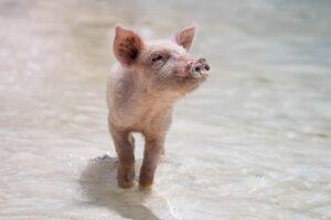 Exuma, The Pig Beach ,The Bahamas