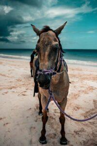 Pink Sands Beach, The Bahamas