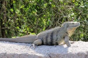 thungs to do in the Cayman Islands