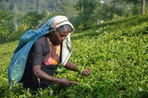 Tea Research Institute of Sri Lanka Talawakelle Sri Lanka
