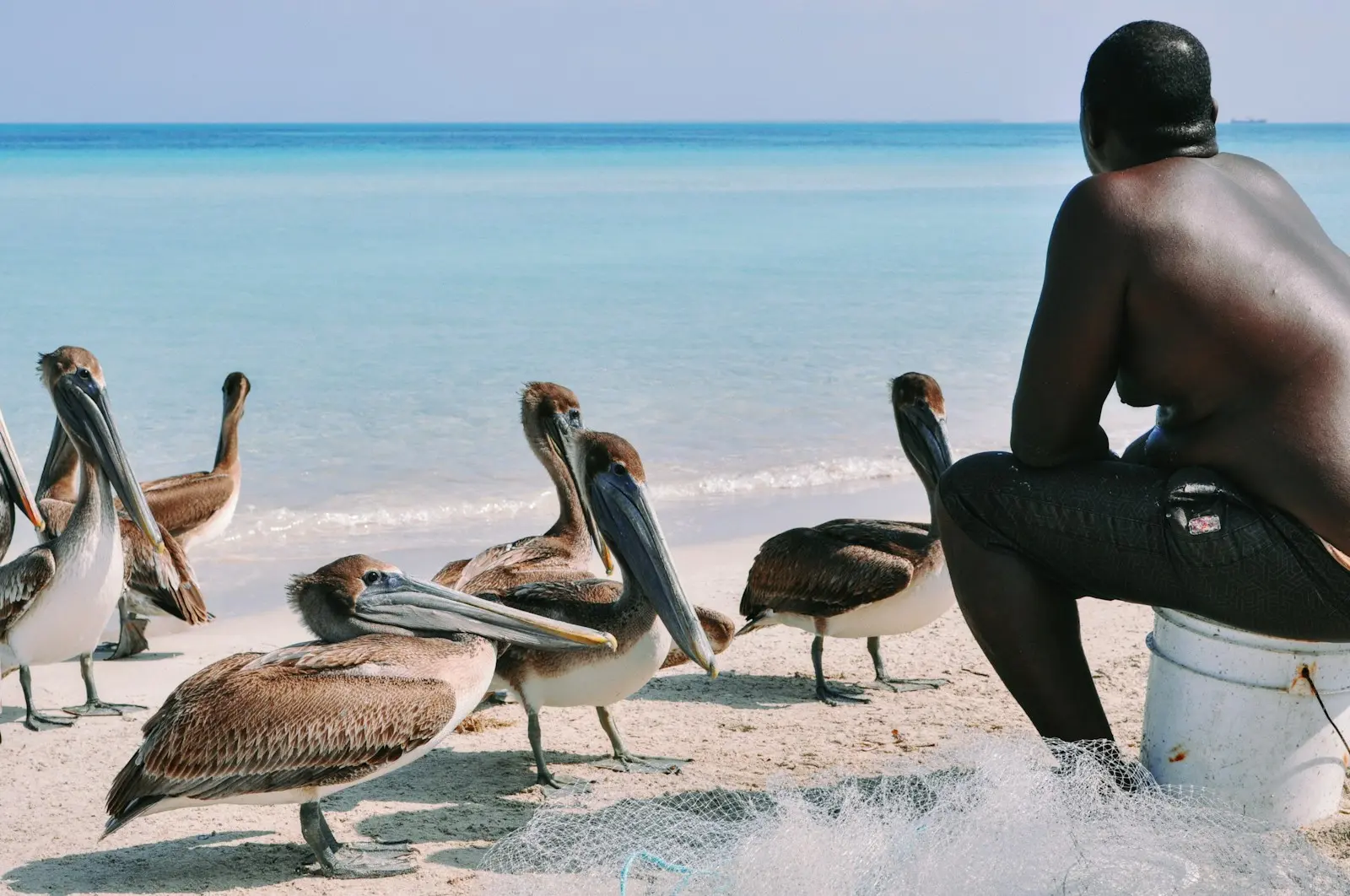 Photo by Bodega a man sitting on a bucket on the beach with a bunch of pelicans